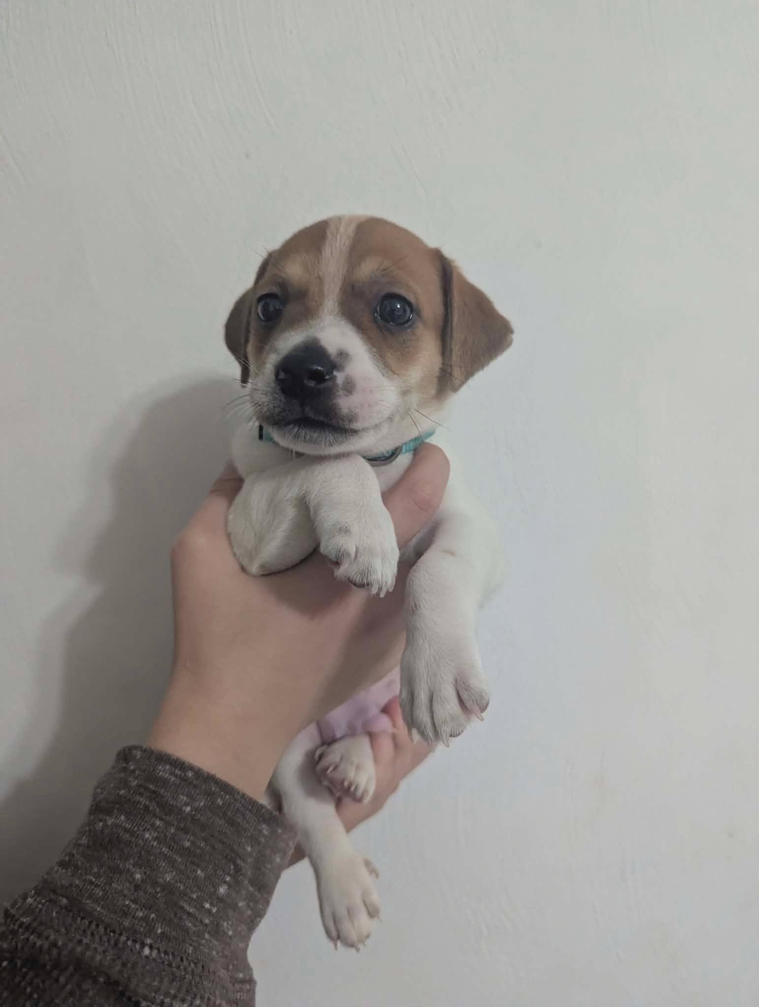 Flap Jack, Adoptable, Puppy Male Jack Russell Terrier.