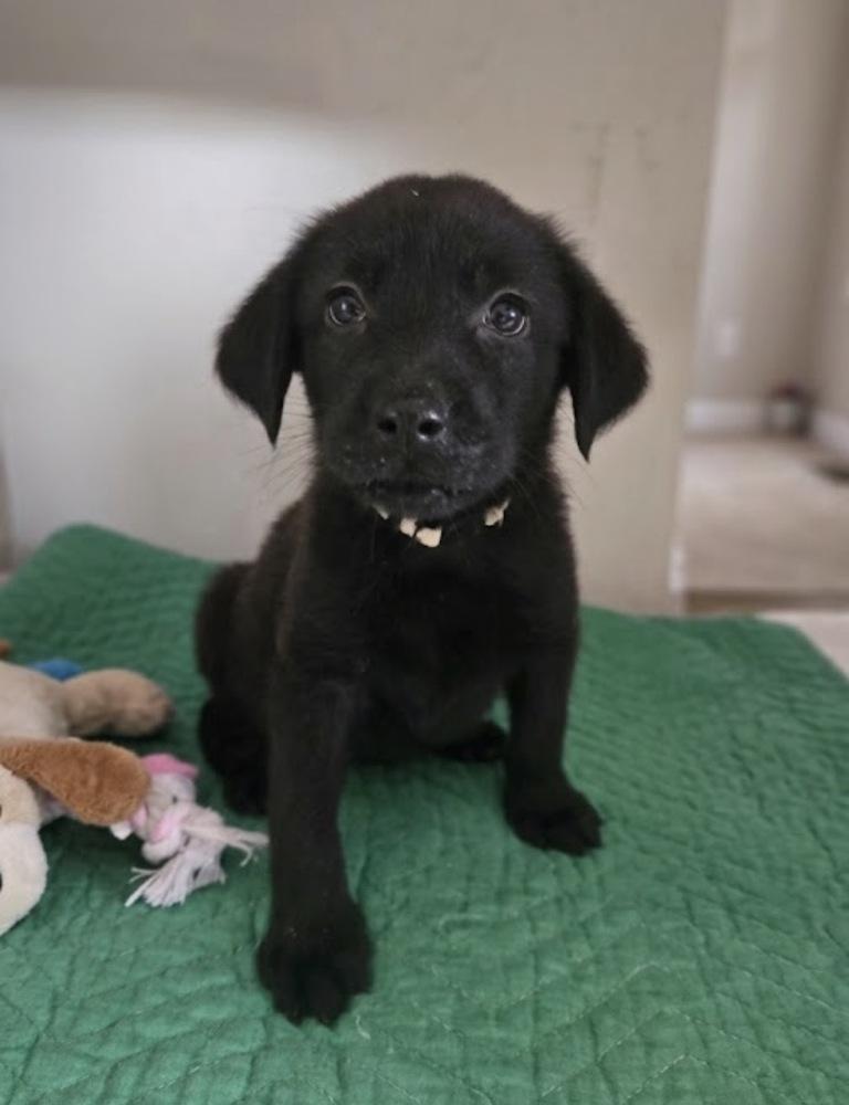 DeWitt / Tinker Belle, Adoptable, Puppy Female Labrador Retriever & Mixed Breed.