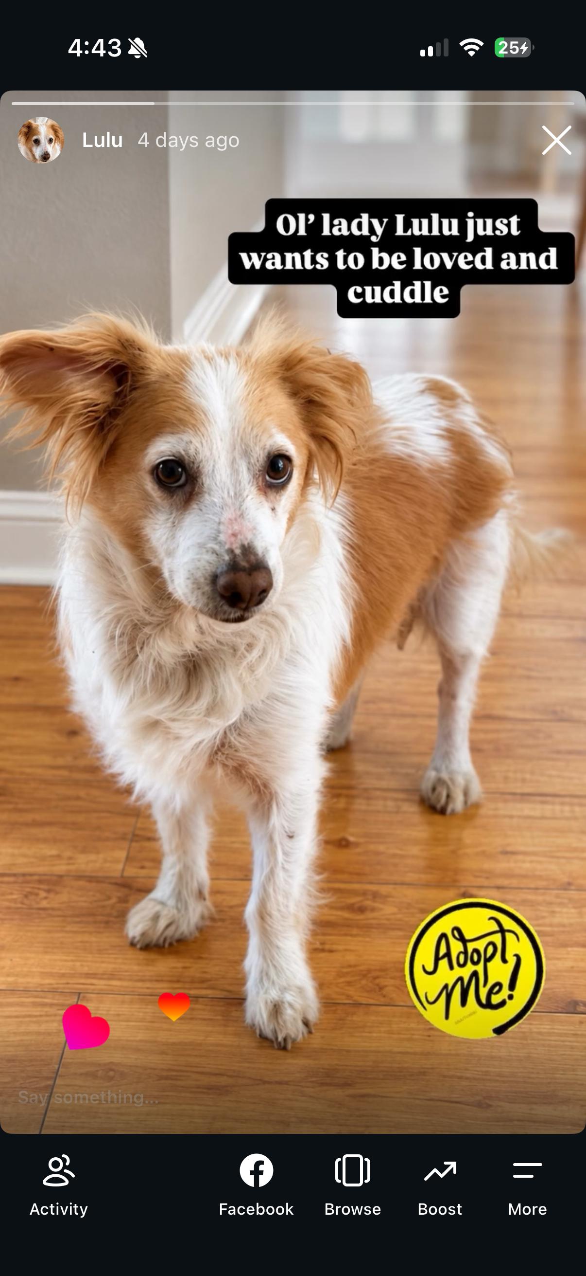 Lulu, Adoptable, Senior Female Papillon.