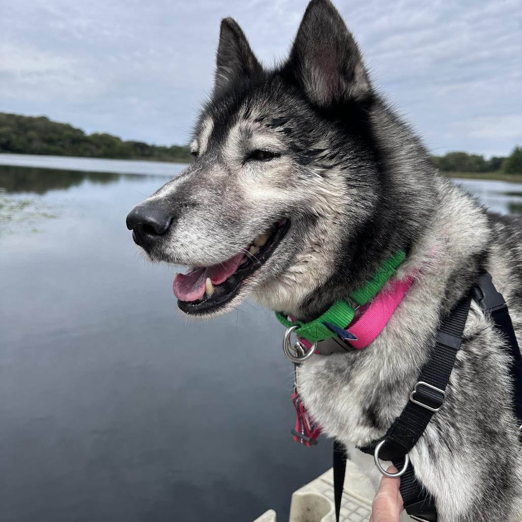 Kiya, Adoptable, Senior Female Siberian Husky.