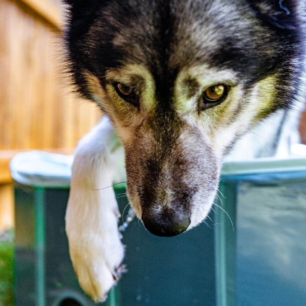 Enlarge Kiya, a Adoptable Siberian Husky in Naperville, IL image 1/6