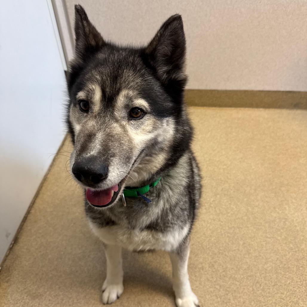 Enlarge Kiya, a Adoptable Siberian Husky in Naperville, IL image 2/6