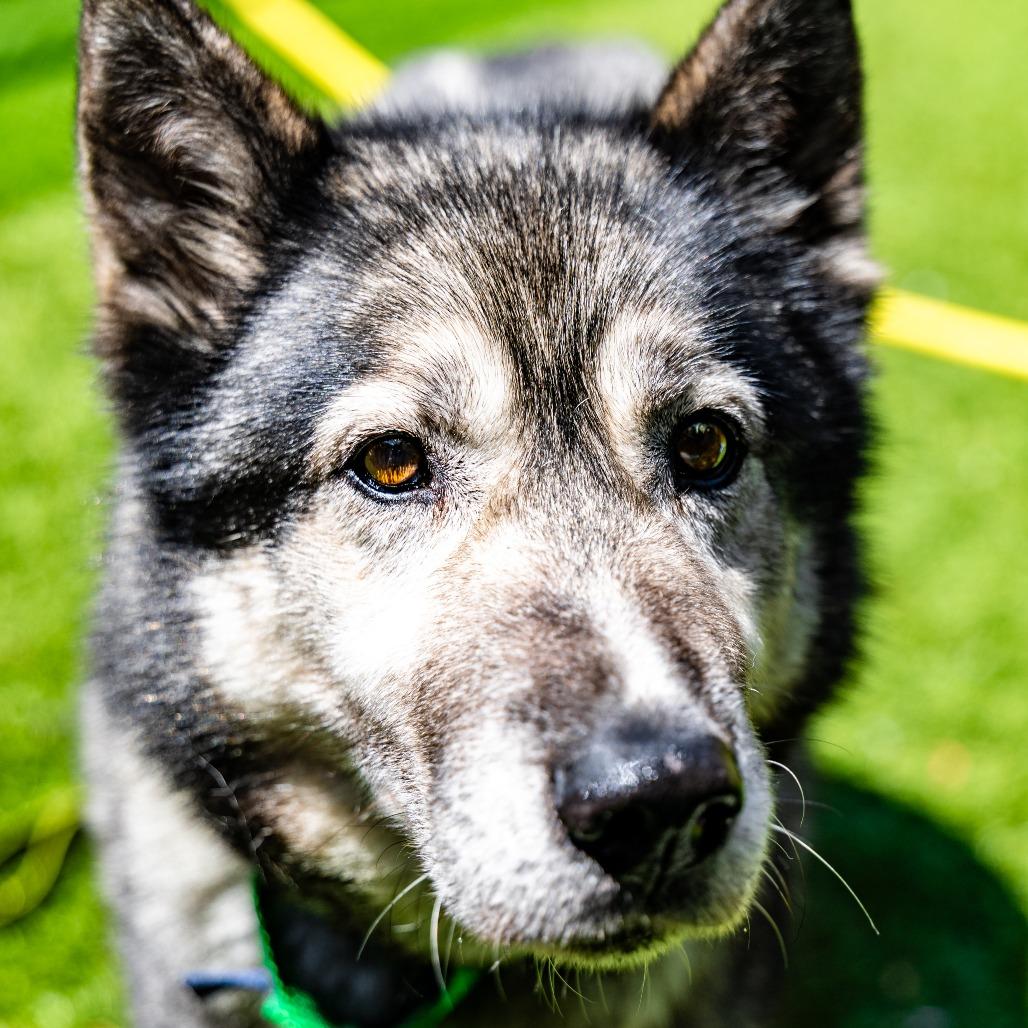 Enlarge Kiya, a Adoptable Siberian Husky in Naperville, IL image 3/6