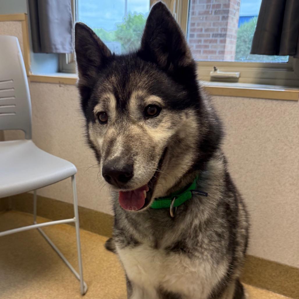Enlarge Kiya, a Adoptable Siberian Husky in Naperville, IL image 4/6