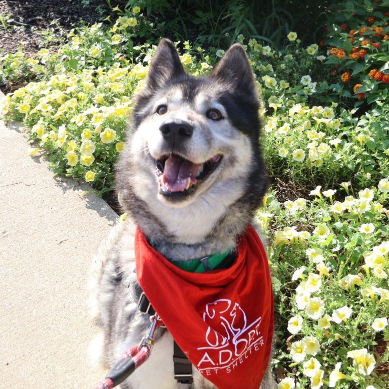 Kiya, a Adoptable Siberian Husky in Naperville, IL image 5/6