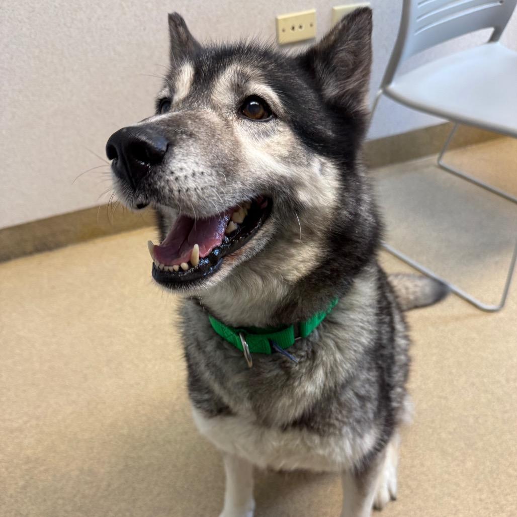 Enlarge Kiya, a Adoptable Siberian Husky in Naperville, IL image 5/6