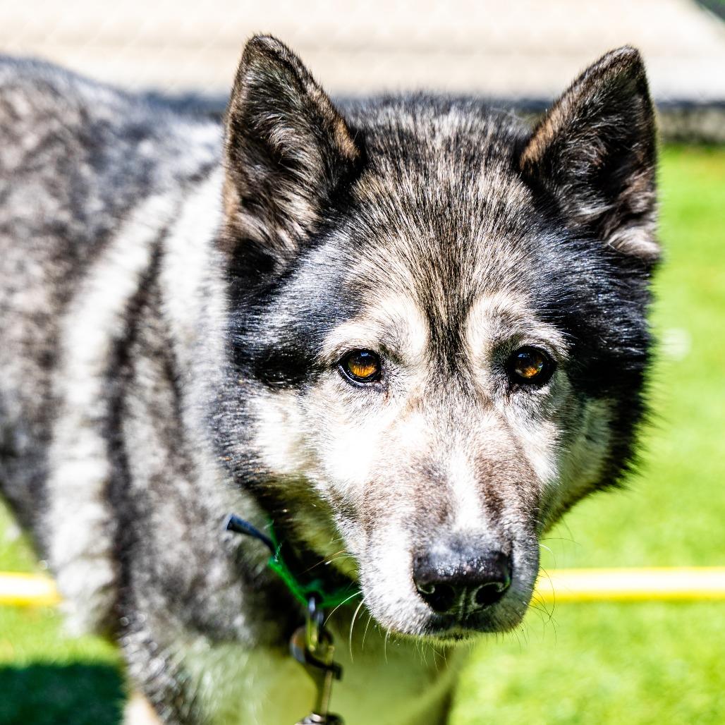 Enlarge Kiya, a Adoptable Siberian Husky in Naperville, IL image 6/6