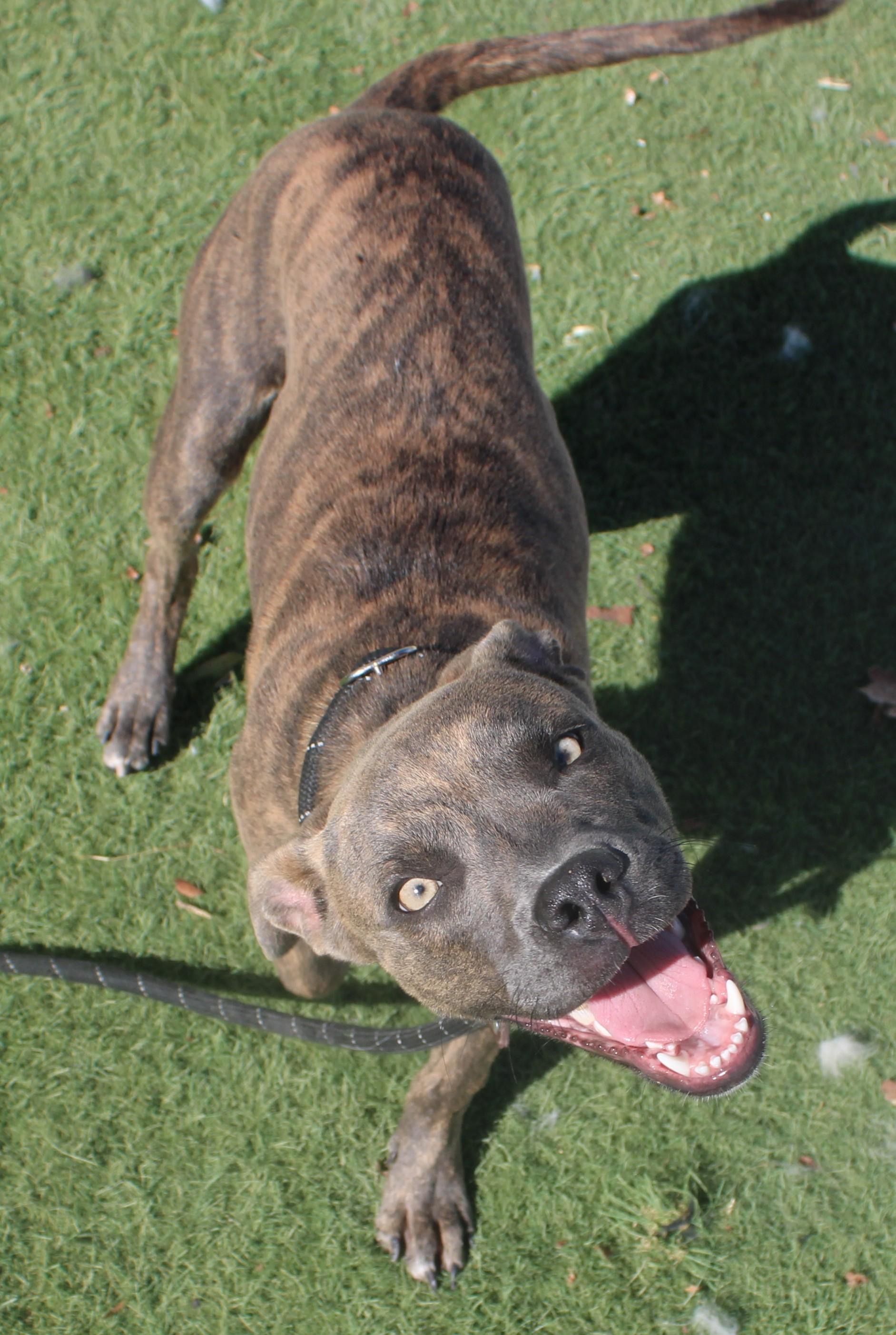 Enlarge Tilly, a Adoptable mixed breed in Wasco, CA image 4/6