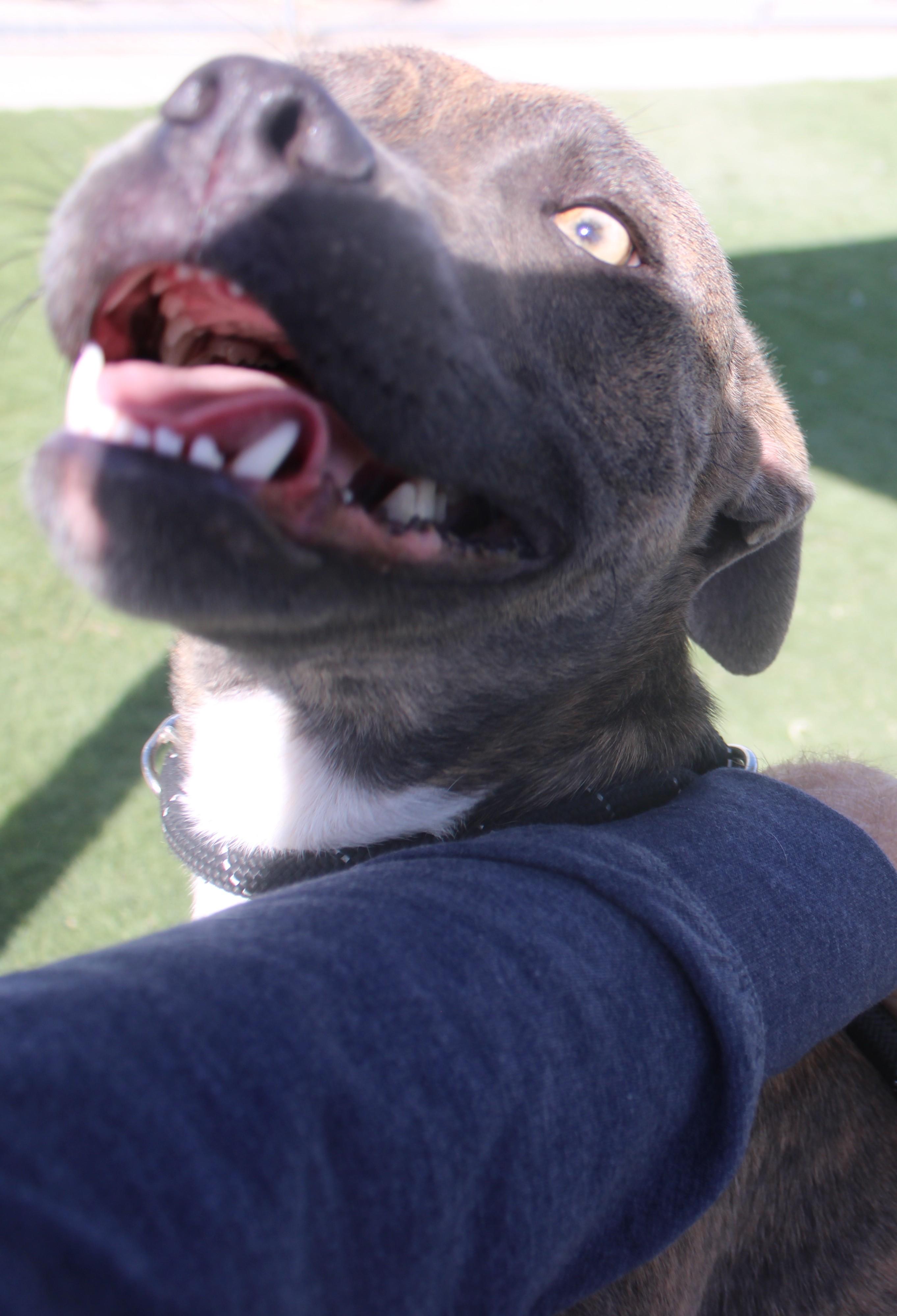 Enlarge Tilly, a Adoptable mixed breed in Wasco, CA image 3/6