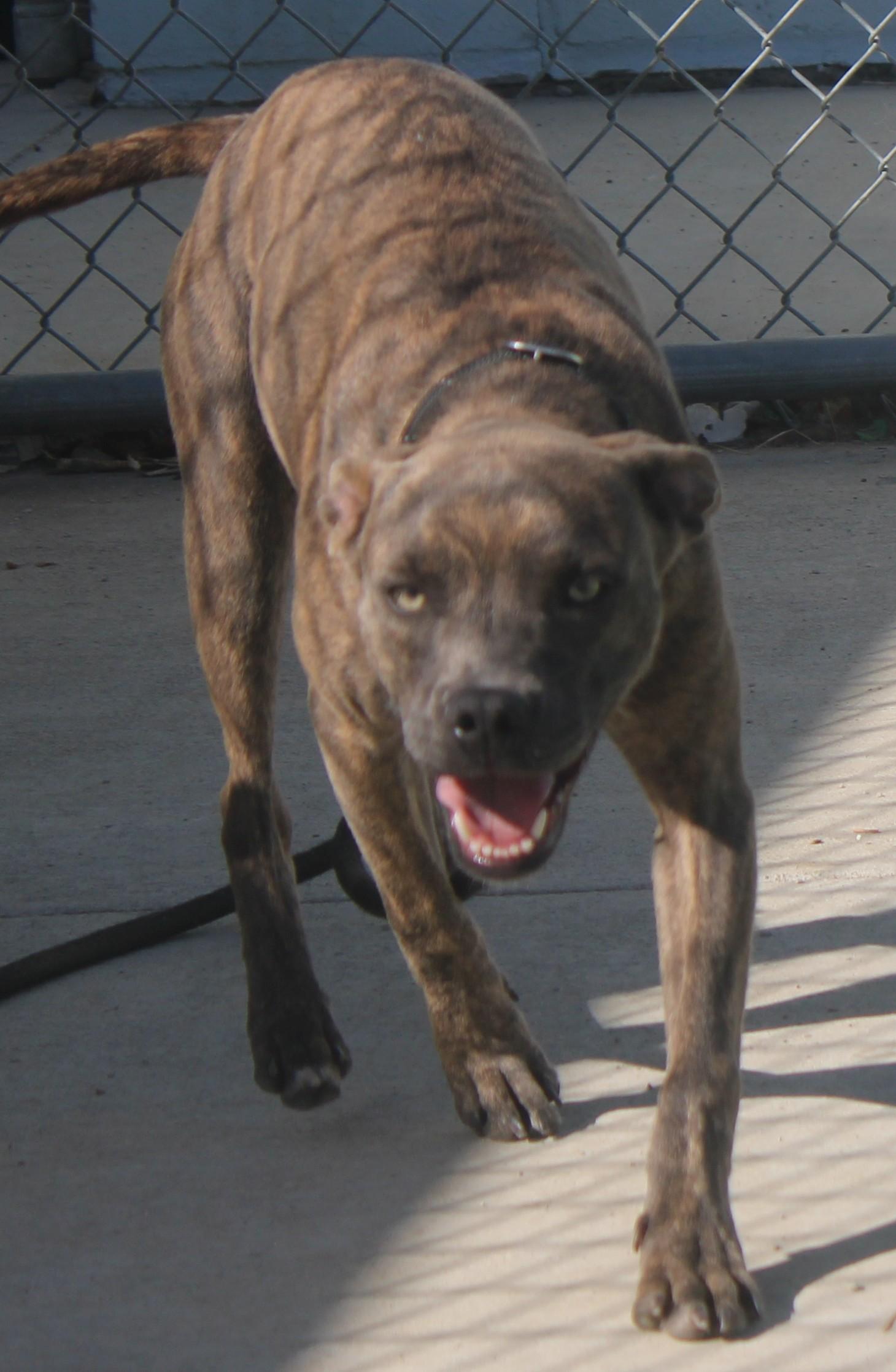 Enlarge Tilly, a Adoptable mixed breed in Wasco, CA image 2/6