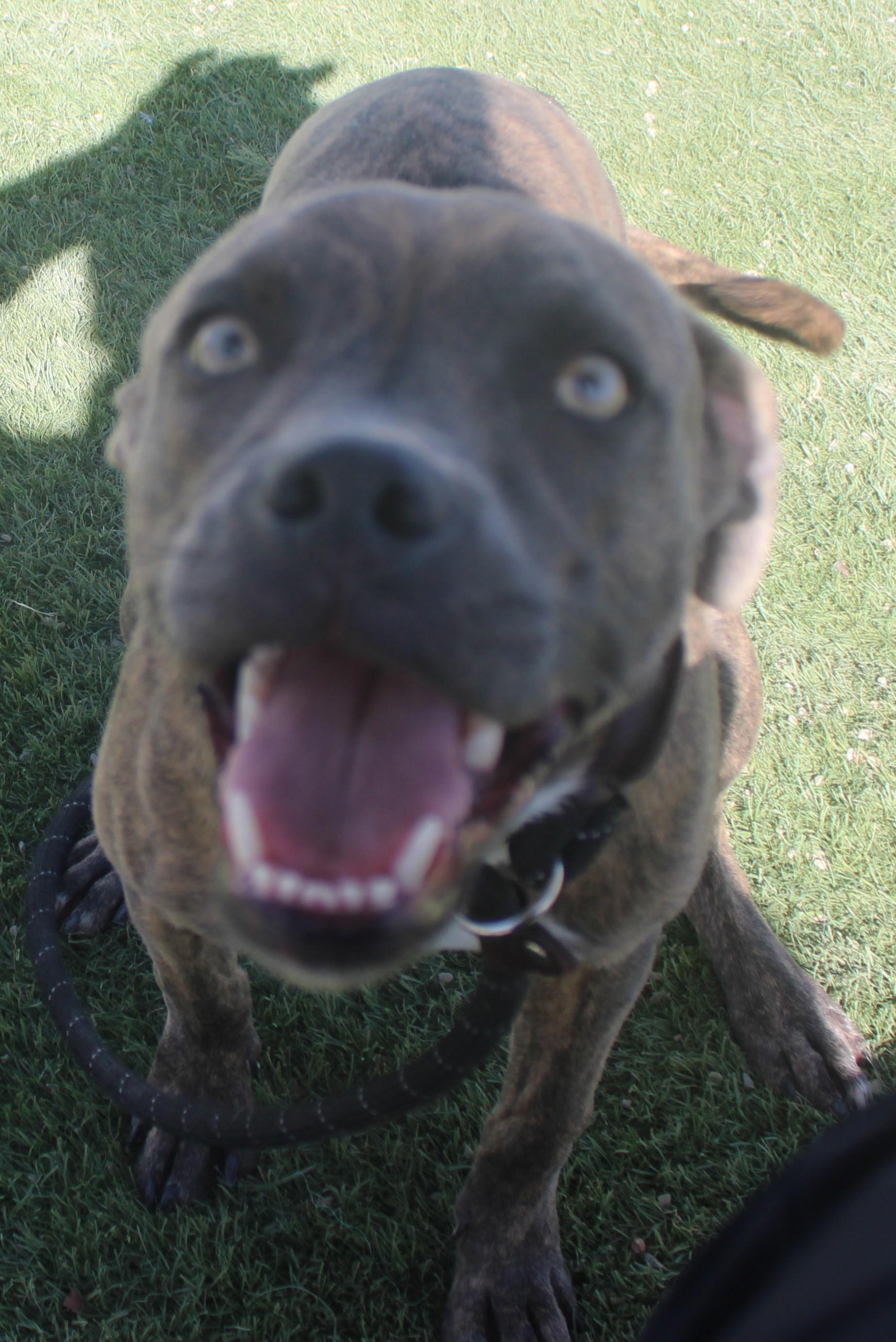 Enlarge Tilly, a Adoptable mixed breed in Wasco, CA image 1/6