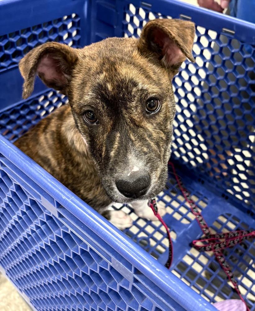 Hazel (The Hi-5’s 2026), Adoptable, Puppy Female Pit Bull Terrier & Mixed Breed.