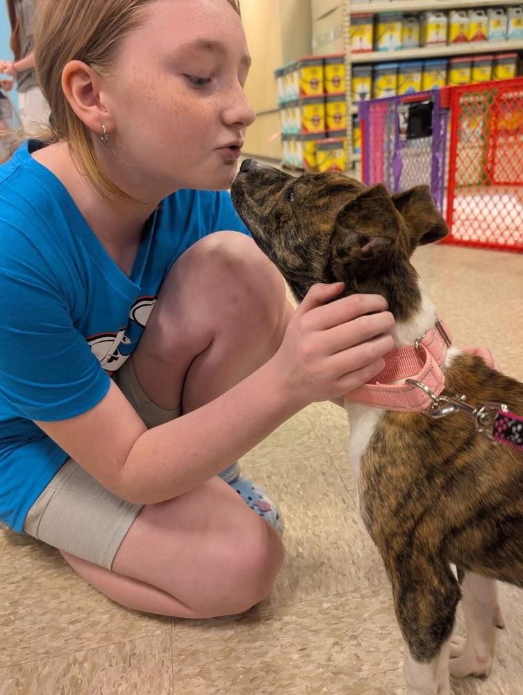Hazel (The Hi-5’s 2026), a Adoptable mixed breed in Wenonah, NJ image 2/3