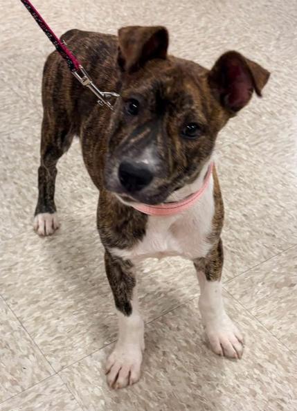 Hazel (The Hi-5’s 2026), a Adoptable mixed breed in Wenonah, NJ image 3/3