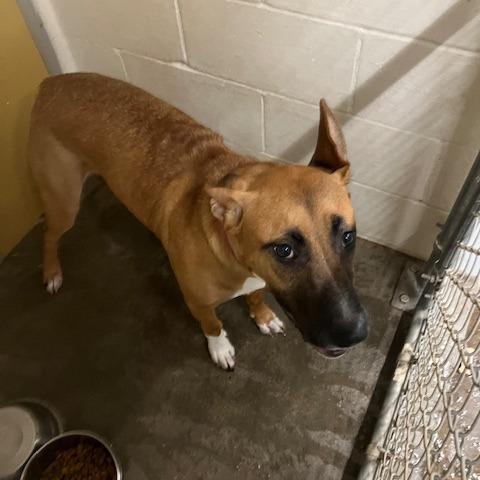 Enlarge Lady, a Adoptable Black Mouth Cur in Port Aransas, TX image 1/1