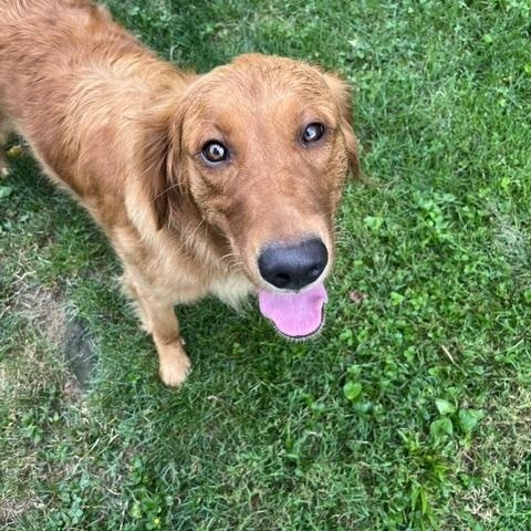 Enlarge Lainey, a Adopted Golden Retriever in Covington, KY image 1/4