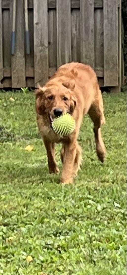 Enlarge Lainey, a Adopted Golden Retriever in Covington, KY image 3/4