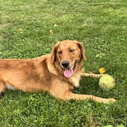 Enlarge Lainey, a Adopted Golden Retriever in Covington, KY image 2/4