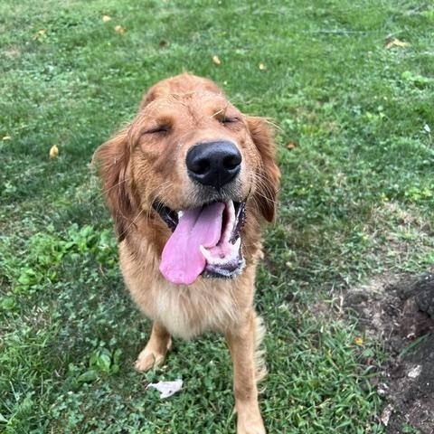 Enlarge Lainey, a Adopted Golden Retriever in Covington, KY image 4/4