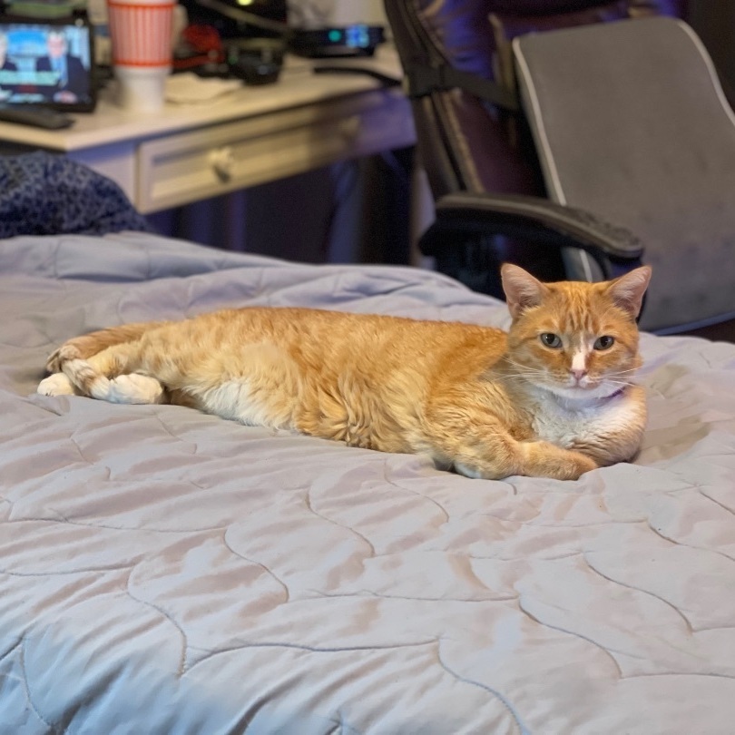 Corey, Adoptable, Adult Male American Shorthair & Domestic Short Hair.