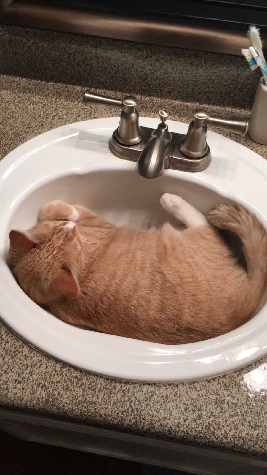 Corey, a Adoptable mixed breed in McKinney, TX image 2/11