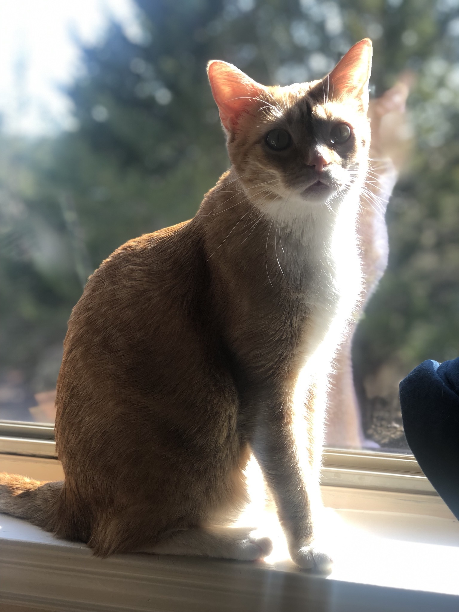 Corey, a Adoptable mixed breed in McKinney, TX image 3/11