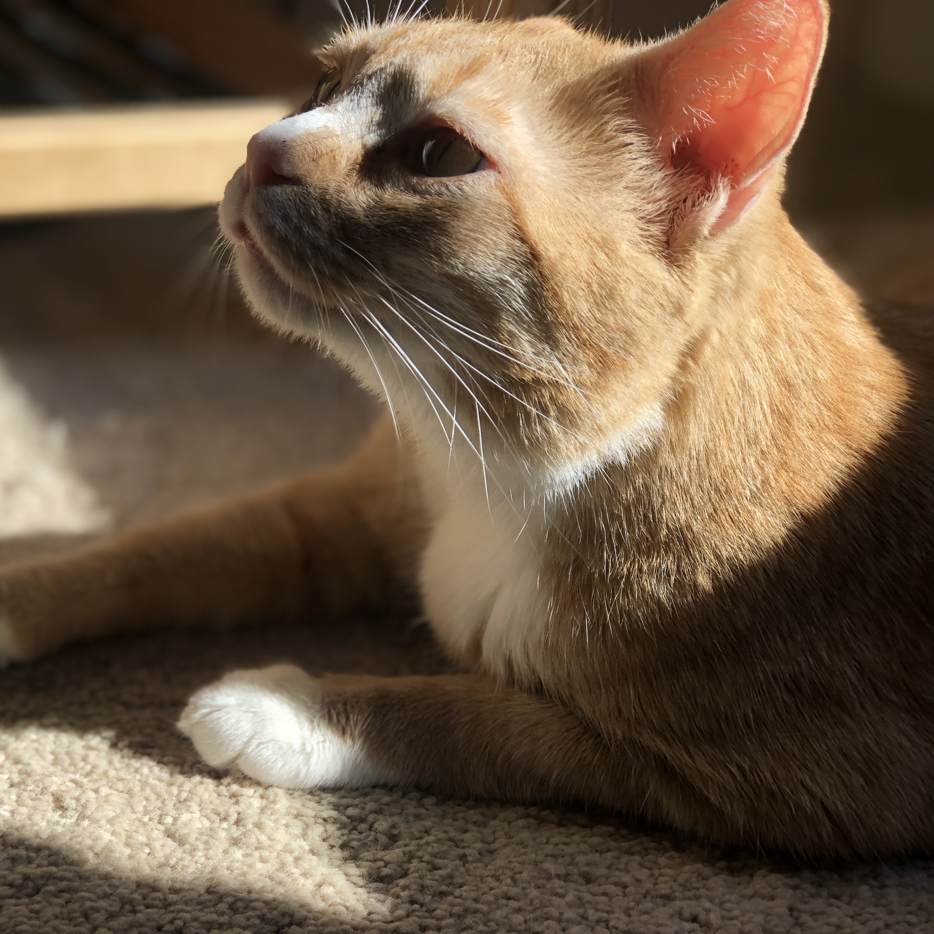 Corey, a Adoptable mixed breed in McKinney, TX image 4/11