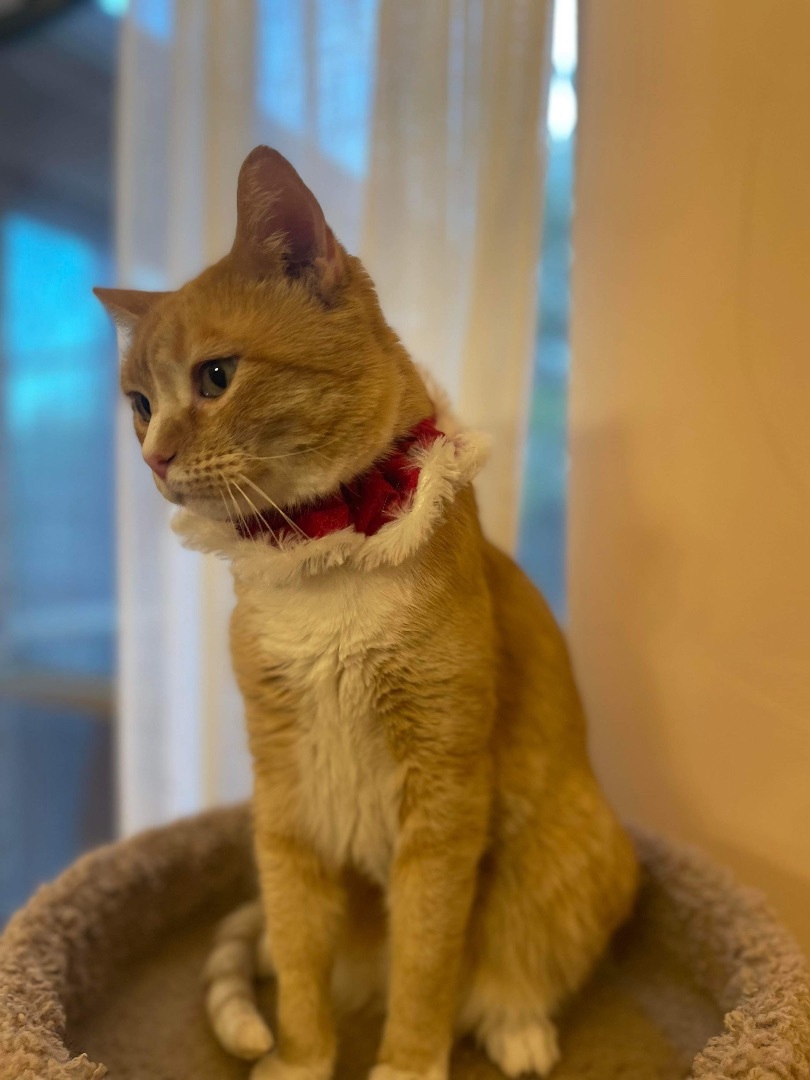 Corey, a Adoptable mixed breed in McKinney, TX image 6/11