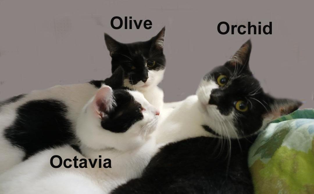 Orchid (adopted), Olive (adopted) & Octavia Dri.  (sweet sisters), adopted, Kitten Female Domestic Short Hair.