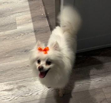 Mochi Cheeryfriend thumbnail 2