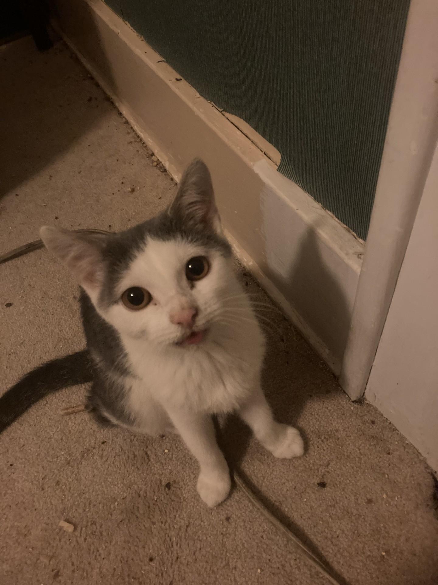 Marie, Adoptable, Young Female Domestic Short Hair.