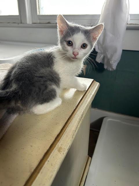 Enlarge Marie, a Adoptable Domestic Short Hair in Georgetown, KY image 2/3