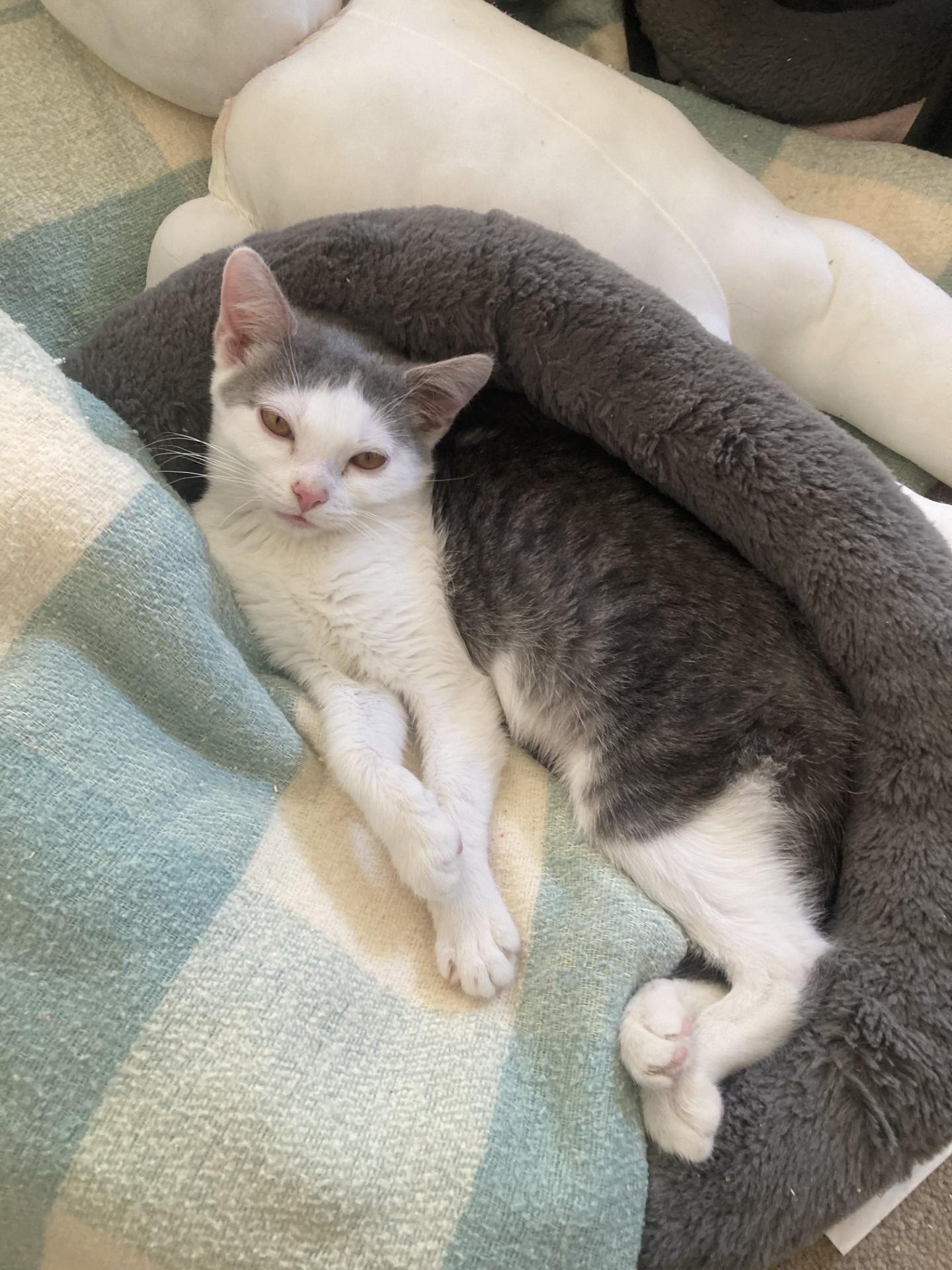 Marie, a Adoptable Domestic Short Hair in Georgetown, KY image 3/3