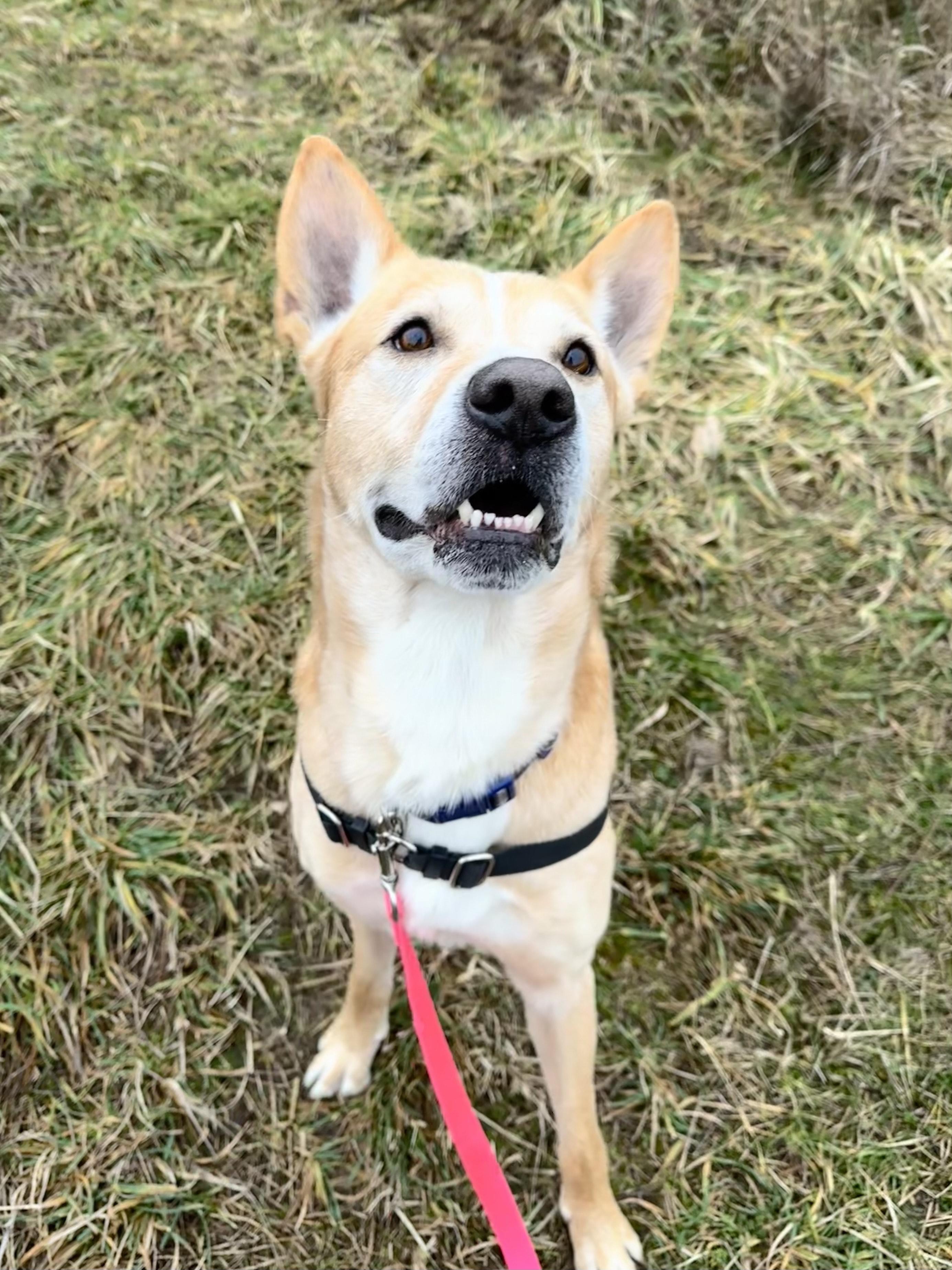 Enlarge Christoph, a ADOPTABLE mixed breed in Bellingham, WA image 2/6