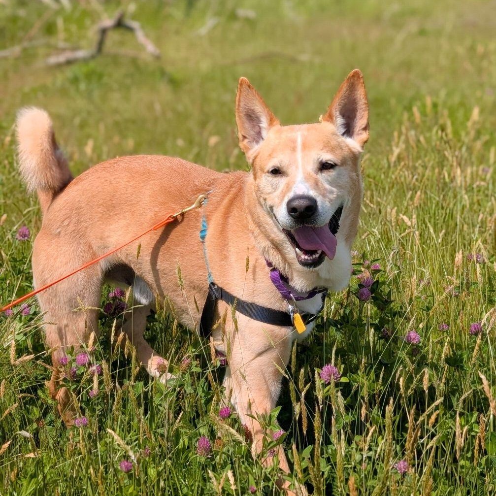 Enlarge Christoph, a ADOPTABLE mixed breed in Bellingham, WA image 3/6