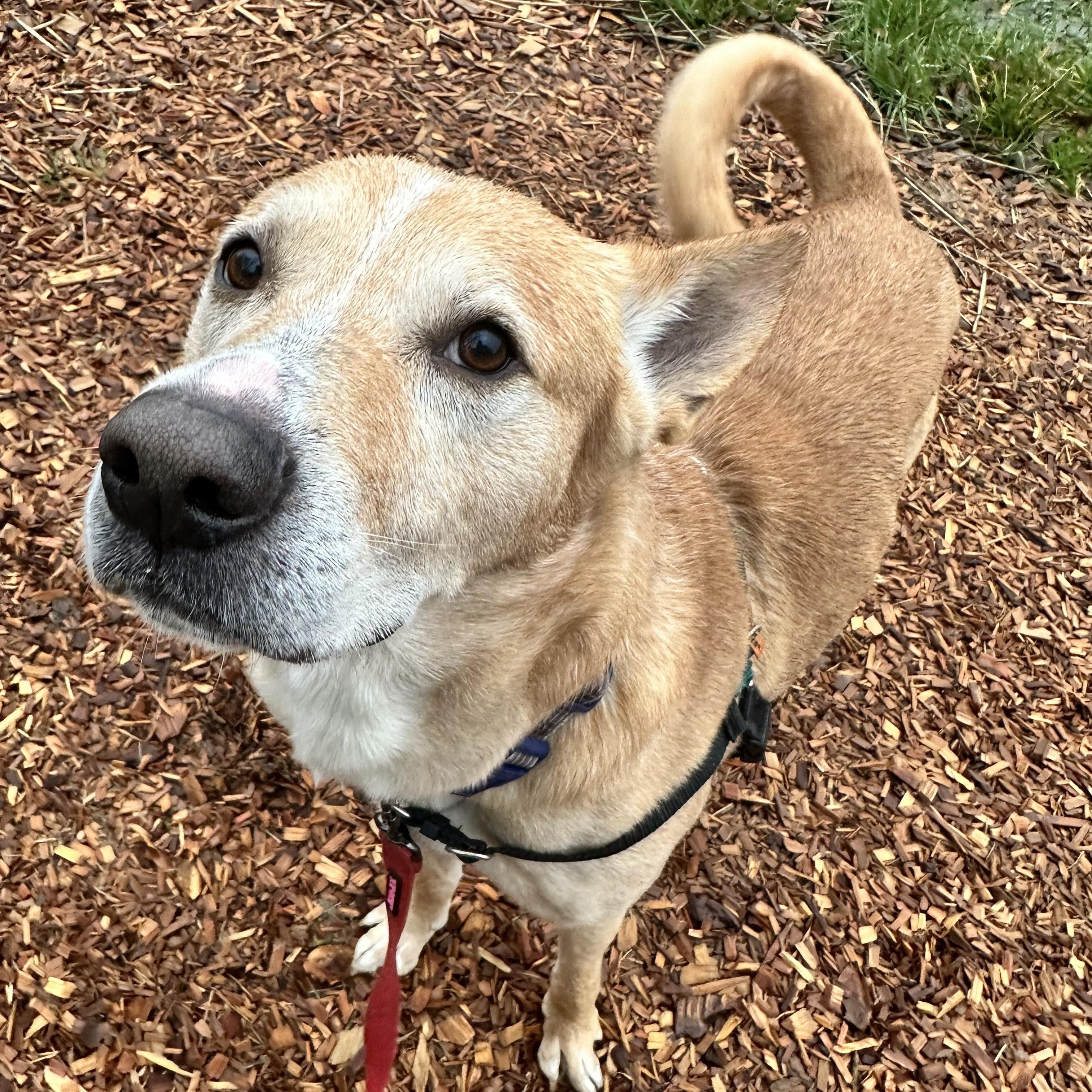 Enlarge Christoph, a ADOPTABLE mixed breed in Bellingham, WA image 5/6