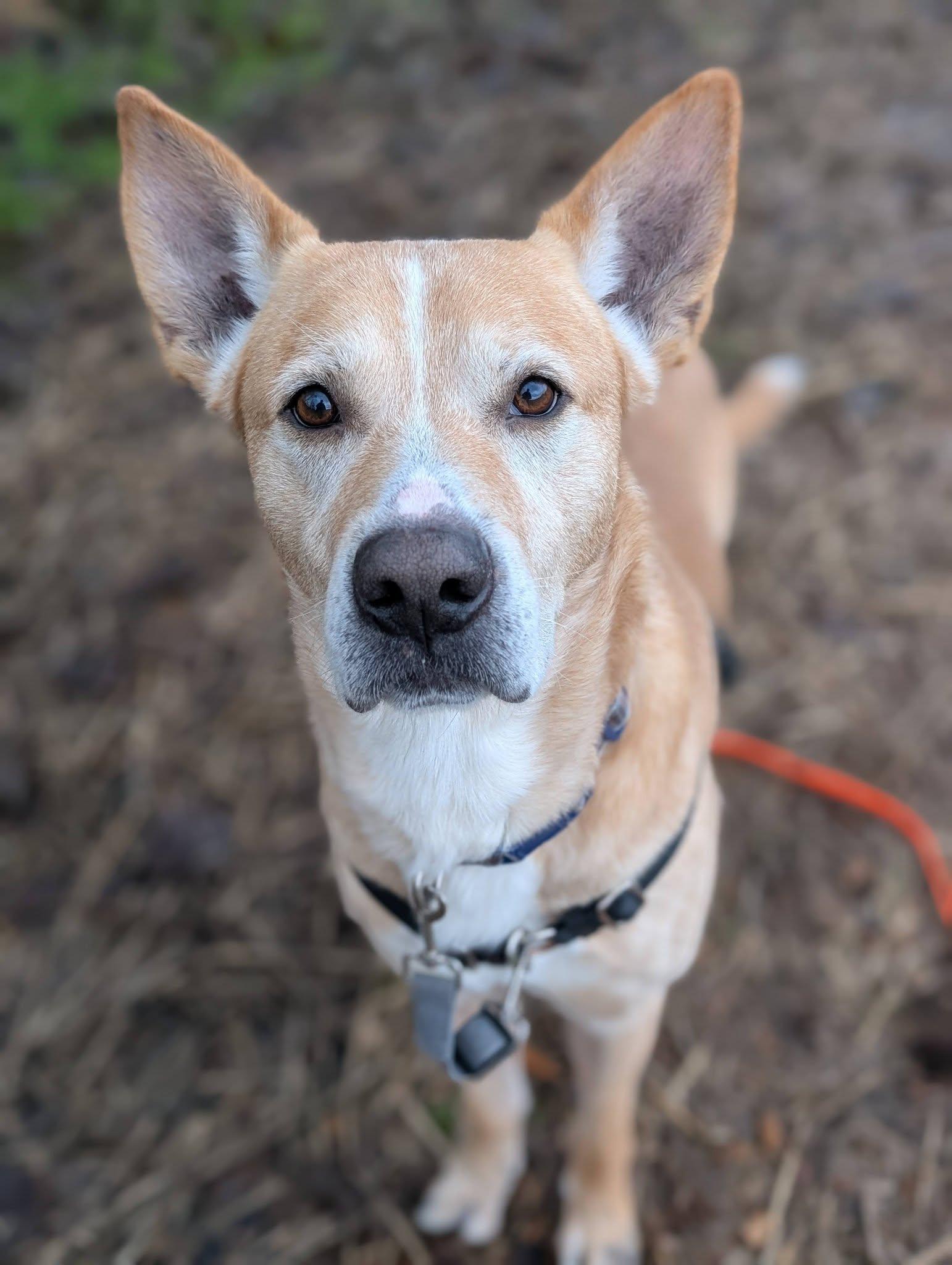Christoph, ADOPTABLE, Adult Male Mixed Breed.