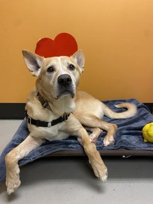 Enlarge Christoph, a ADOPTABLE mixed breed in Bellingham, WA image 6/6