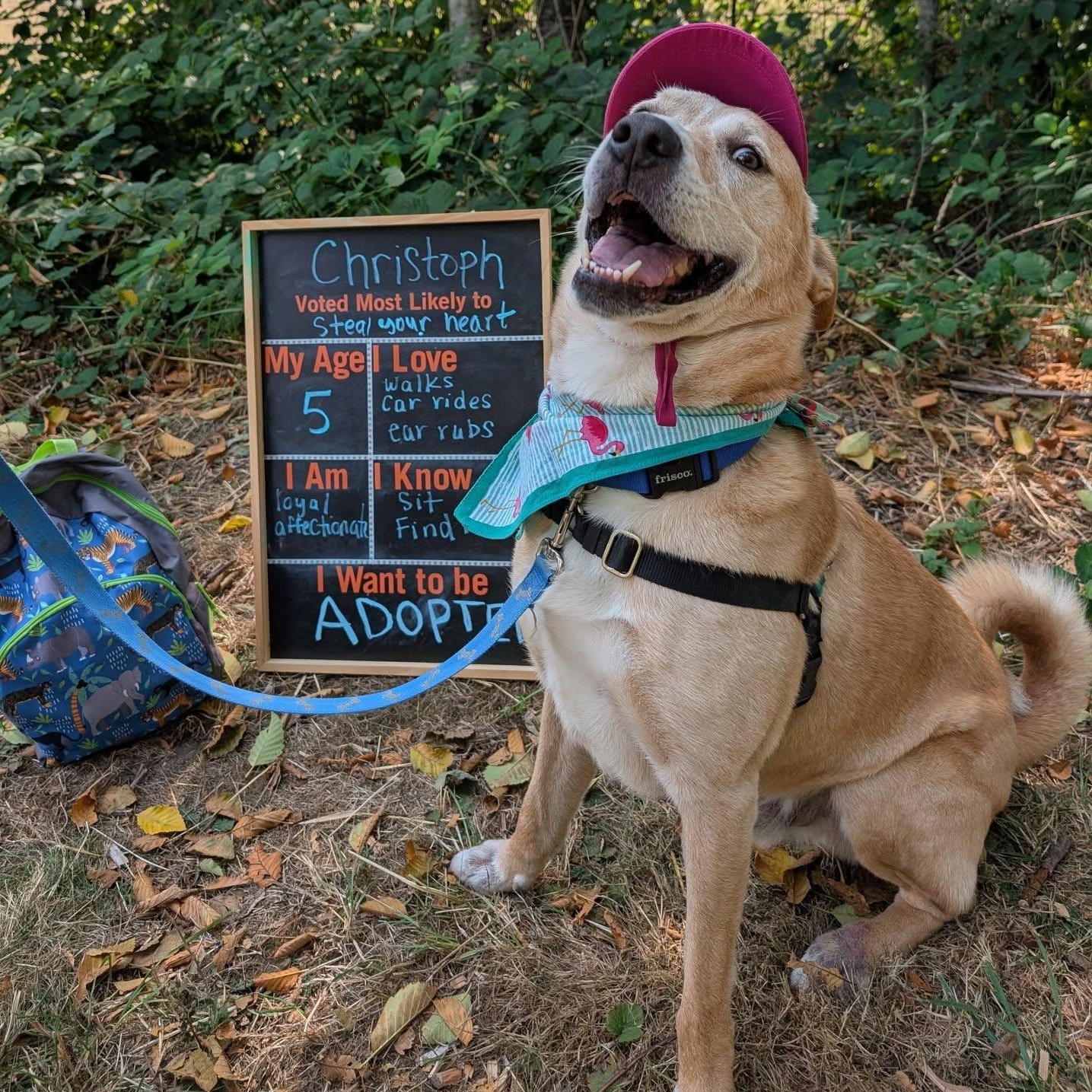 Christoph, a ADOPTABLE mixed breed in Bellingham, WA image 1/6