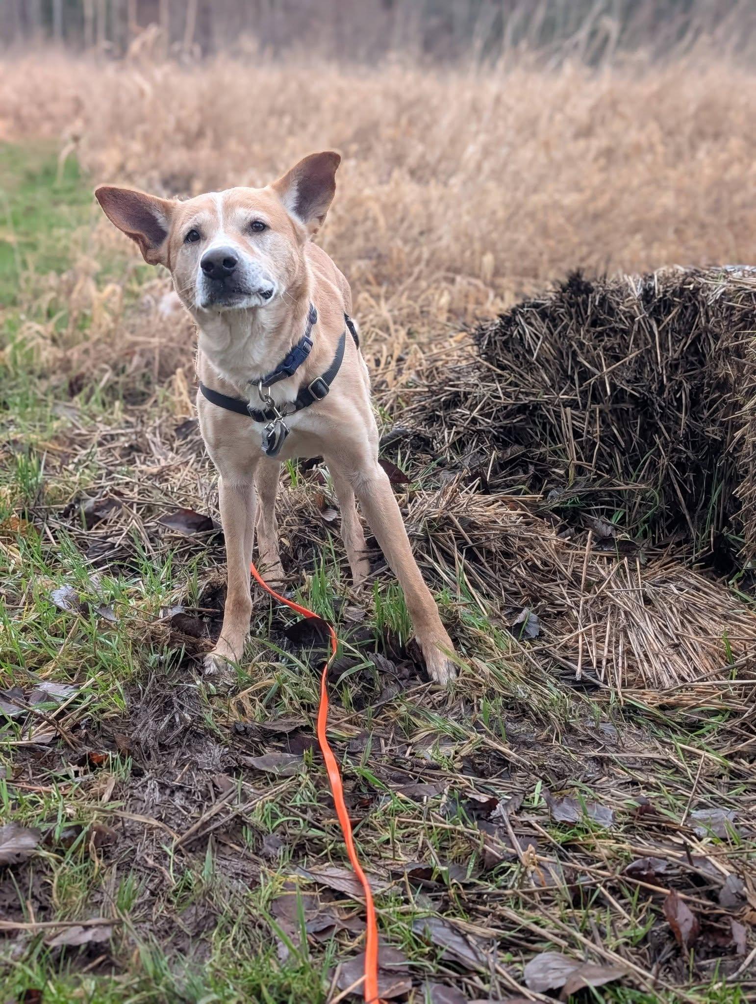 Enlarge Christoph, a ADOPTABLE mixed breed in Bellingham, WA image 3/6