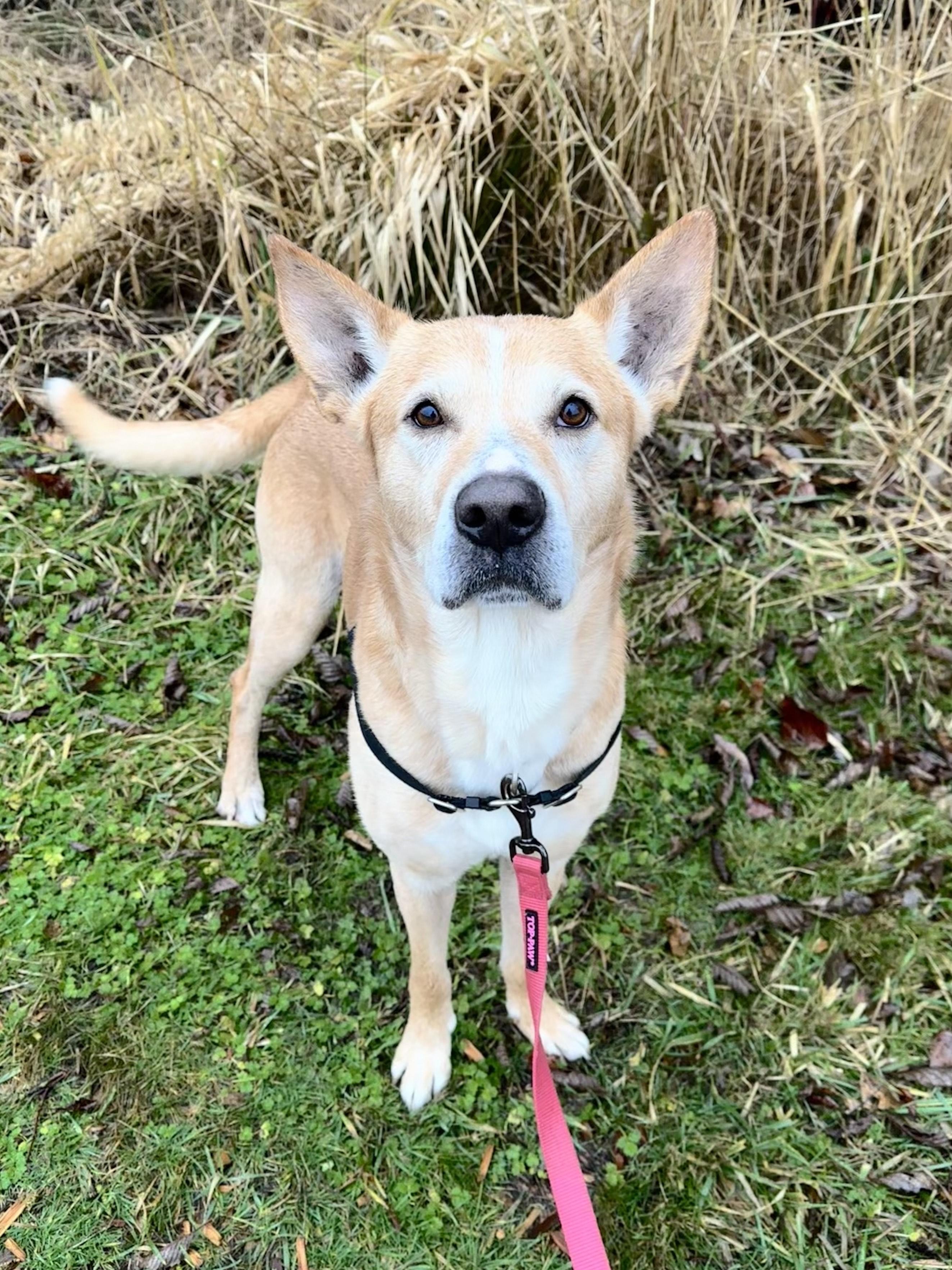 Enlarge Christoph, a ADOPTABLE mixed breed in Bellingham, WA image 4/6