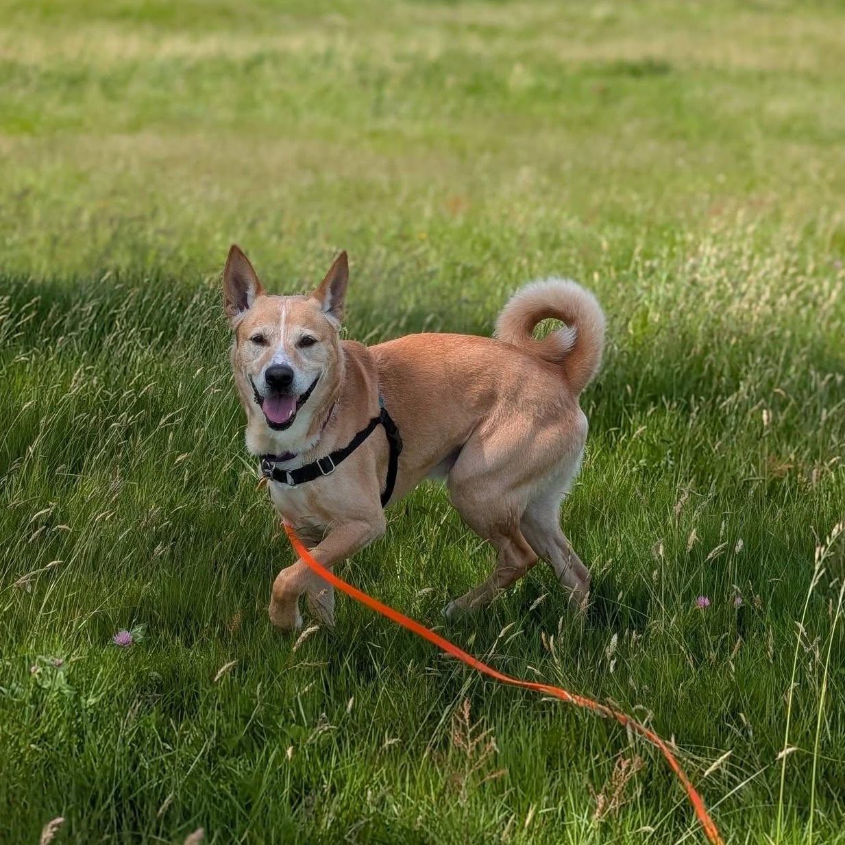Enlarge Christoph, a ADOPTABLE mixed breed in Bellingham, WA image 2/6