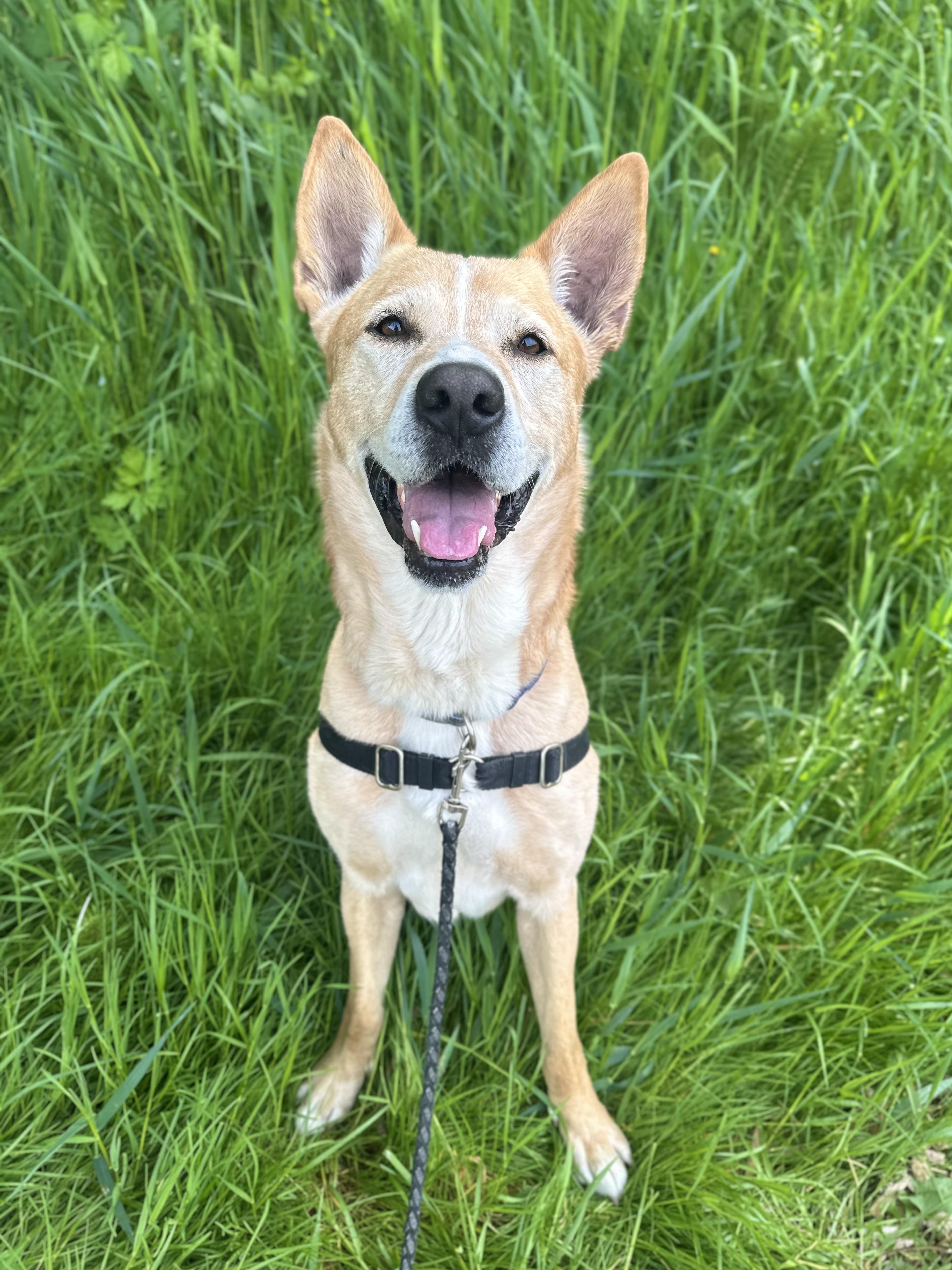 Enlarge Christoph, a ADOPTABLE mixed breed in Bellingham, WA image 1/6