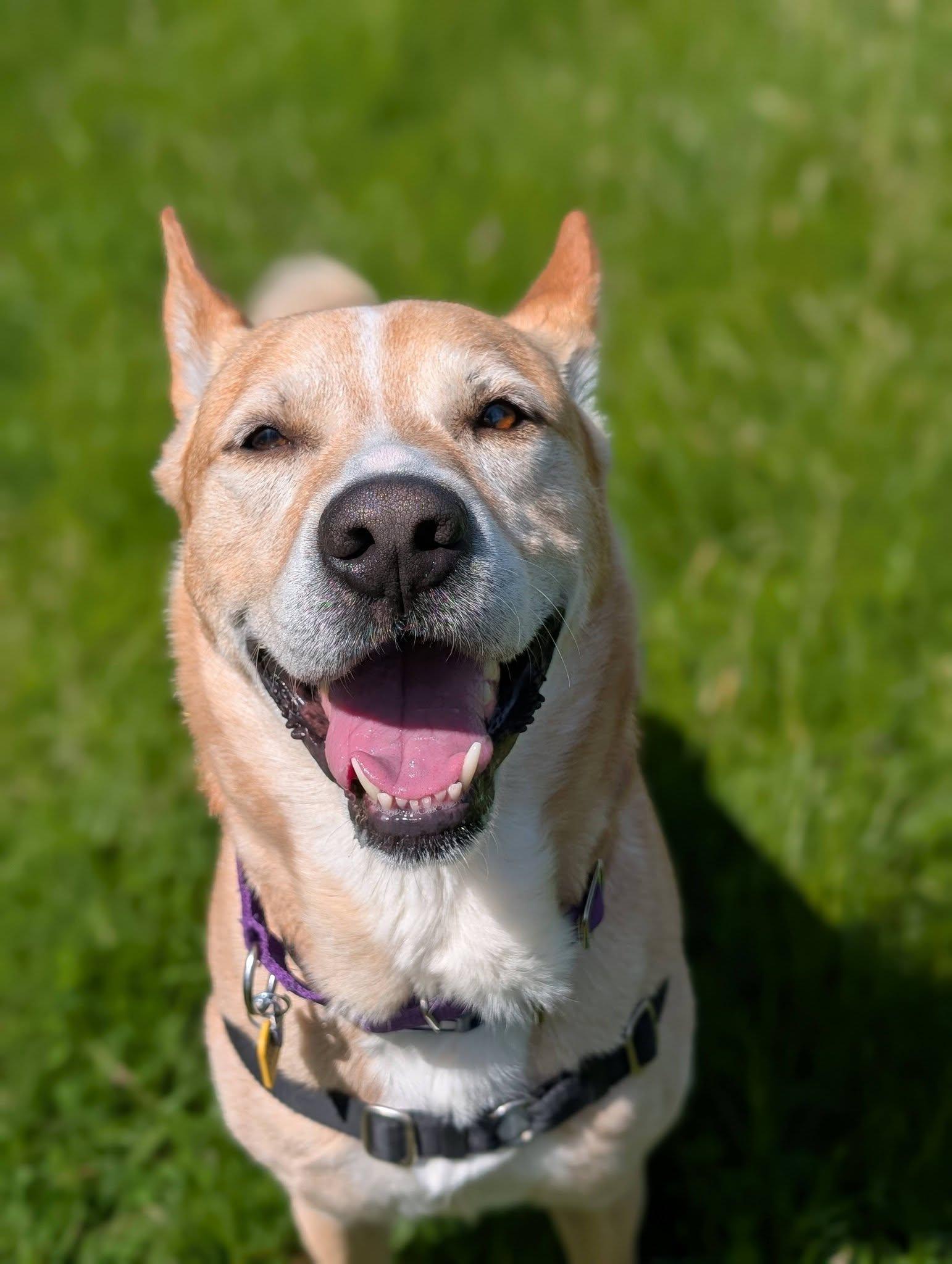 Enlarge Christoph, a ADOPTABLE mixed breed in Bellingham, WA image 1/6