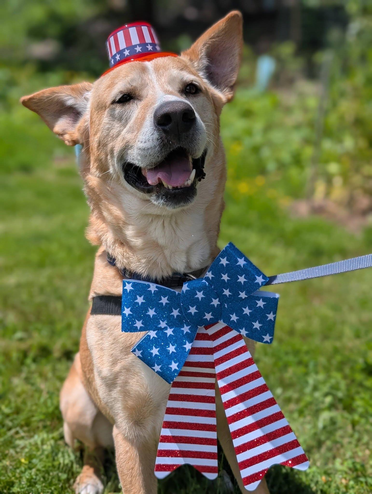 Christoph, ADOPTABLE, Adult Male Mixed Breed.