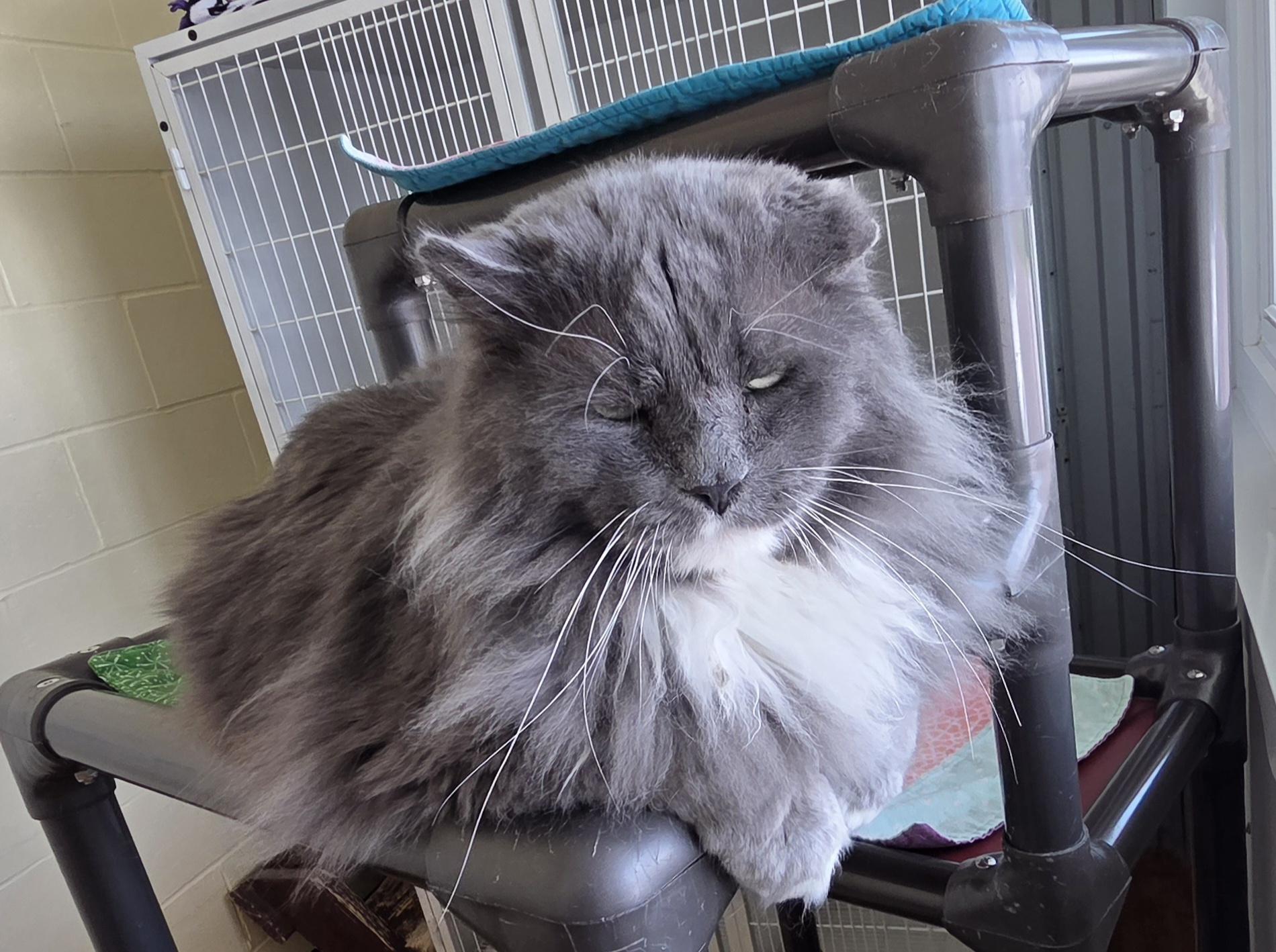 Enlarge McCoy, a ADOPTABLE Domestic Long Hair in Mauston, WI image 1/1