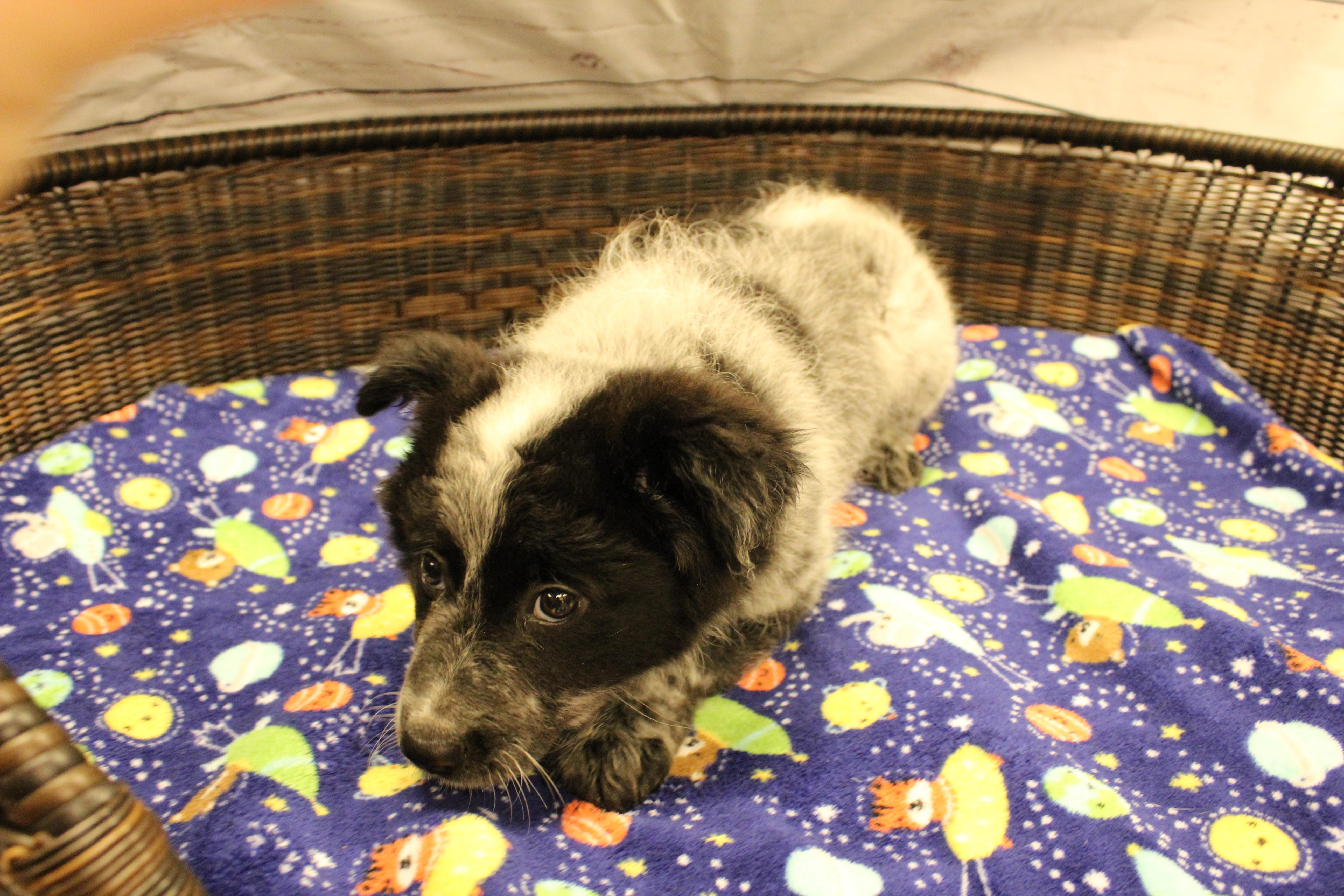 Donkey, a Adoptable mixed breed in Neillsville, WI image 2/6