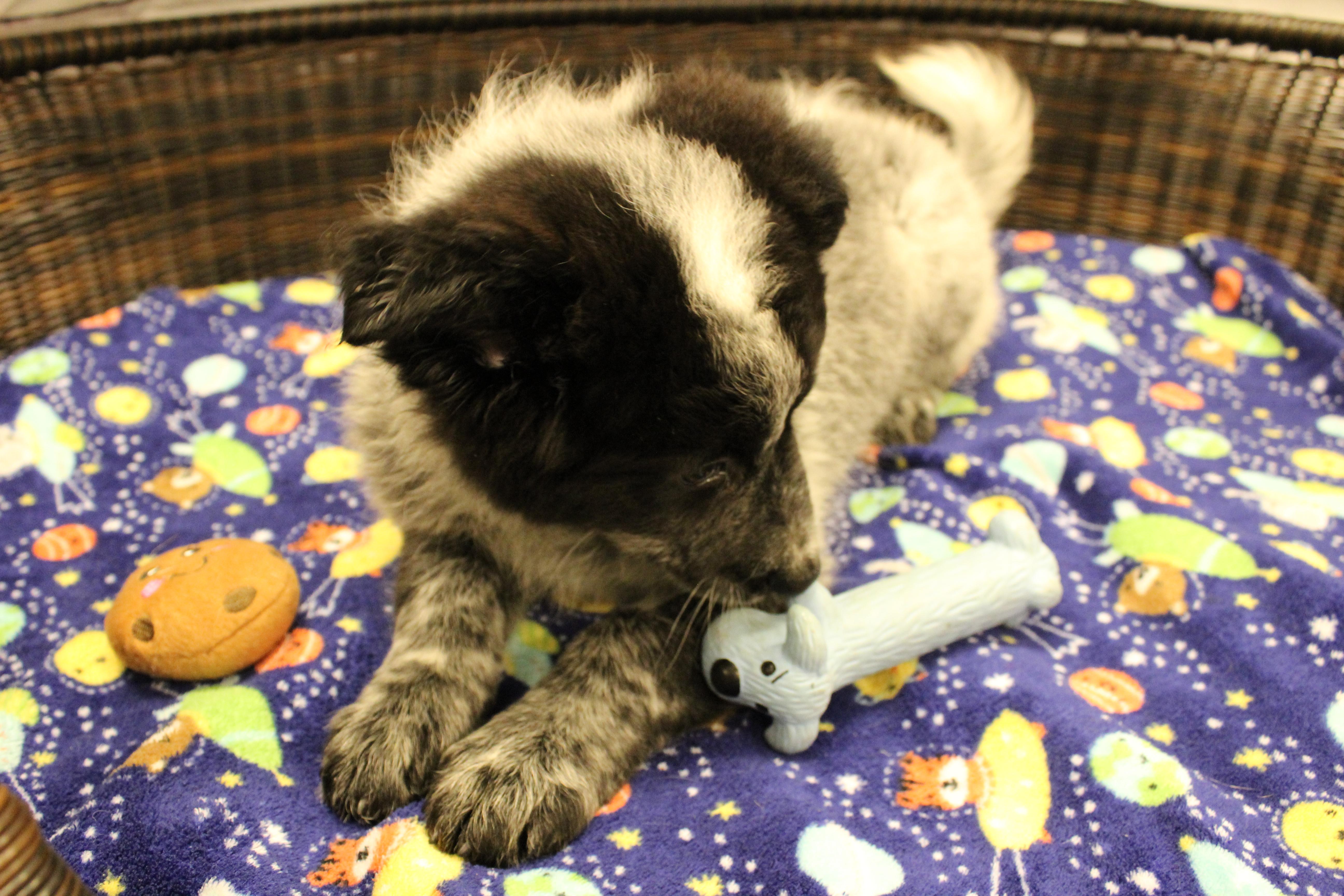 Donkey, a Adoptable mixed breed in Neillsville, WI image 3/6