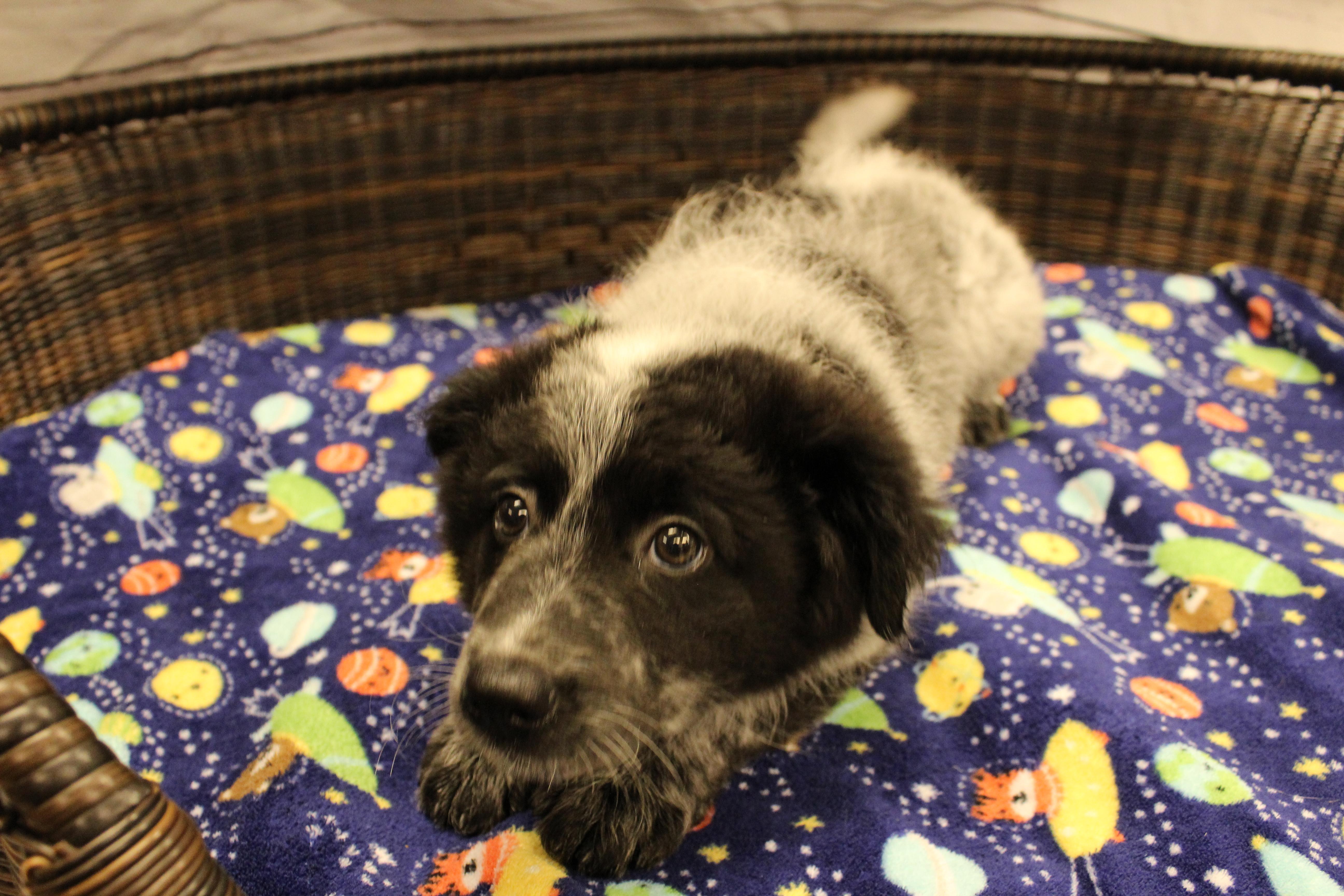 Donkey, a Adoptable mixed breed in Neillsville, WI image 6/6