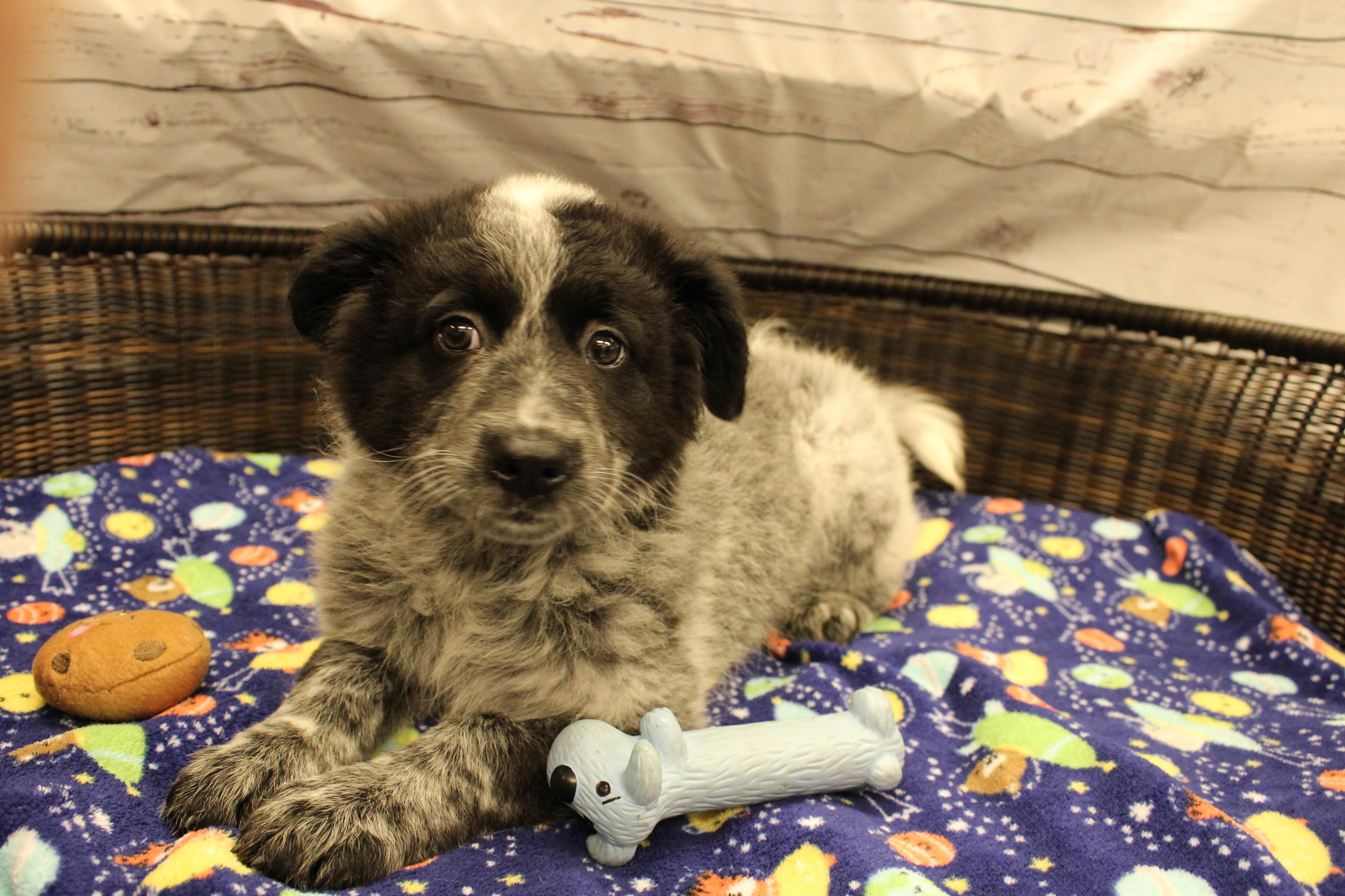 Donkey, a Adoptable mixed breed in Neillsville, WI image 4/6